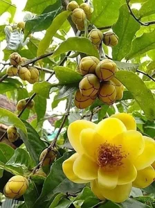 The Rare Vietnamese Plant Prized by Traders for Millions per Kilogram - image 5