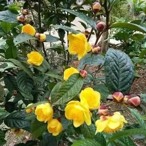 The Rare Vietnamese Plant Prized by Traders for Millions per Kilogram - image 3