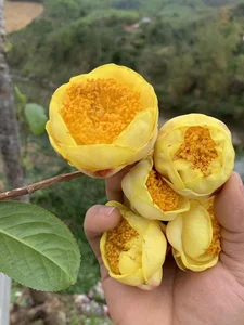 The Rare Vietnamese Plant Prized by Traders for Millions per Kilogram - image 1