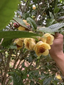 The Rare Vietnamese Plant Prized by Traders for Millions per Kilogram - image 4