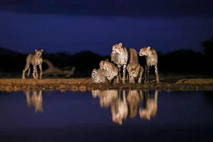 20 Breathtaking Wildlife Photos That Will Leave You Speechless - image 17
