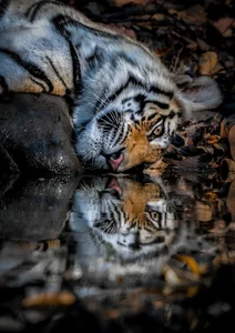 20 Breathtaking Wildlife Photos That Will Leave You Speechless - image 10