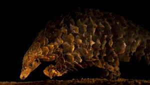 20 Breathtaking Wildlife Photos That Will Leave You Speechless - image 19