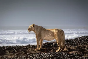 20 Breathtaking Wildlife Photos That Will Leave You Speechless - image 4