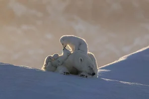 20 Breathtaking Wildlife Photos That Will Leave You Speechless - image 12