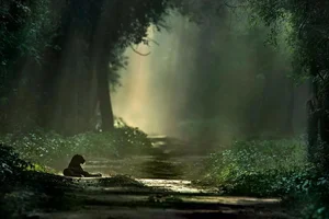 20 Breathtaking Wildlife Photos That Will Leave You Speechless - image 3