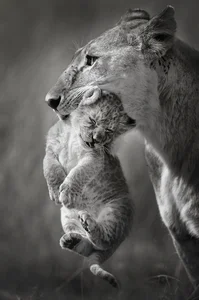20 Breathtaking Wildlife Photos That Will Leave You Speechless - image 2