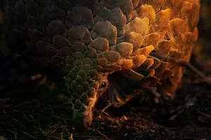 20 Breathtaking Wildlife Photos That Will Leave You Speechless - image 9