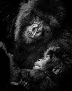 20 Breathtaking Wildlife Photos That Will Leave You Speechless - image 16