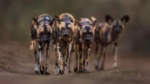 20 Breathtaking Wildlife Photos That Will Leave You Speechless - image 18