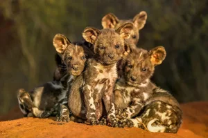 20 Breathtaking Wildlife Photos That Will Leave You Speechless - image 8