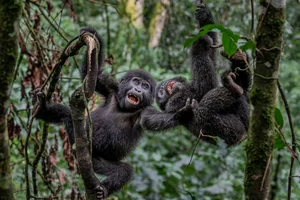 20 Breathtaking Wildlife Photos That Will Leave You Speechless - image 7