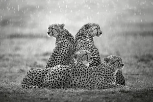 20 Breathtaking Wildlife Photos That Will Leave You Speechless - image 0