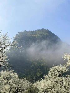 The Ethereal Beauty of Pure White Plum Blossom Season in Moc Chau, Vietnam - image 1