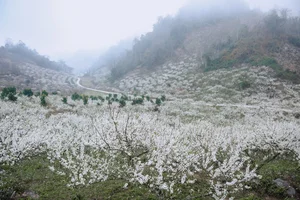 The Ethereal Beauty of Pure White Plum Blossom Season in Moc Chau, Vietnam - image 0