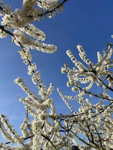 The Ethereal Beauty of Pure White Plum Blossom Season in Moc Chau, Vietnam - image 5