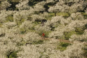 The Ethereal Beauty of Pure White Plum Blossom Season in Moc Chau, Vietnam - image 2