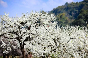 The Ethereal Beauty of Pure White Plum Blossom Season in Moc Chau, Vietnam - image 3
