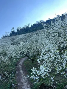 The Ethereal Beauty of Pure White Plum Blossom Season in Moc Chau, Vietnam - image 8