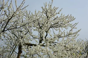 The Ethereal Beauty of Pure White Plum Blossom Season in Moc Chau, Vietnam - image 6