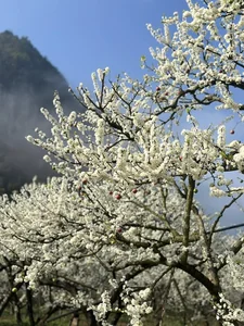 The Ethereal Beauty of Pure White Plum Blossom Season in Moc Chau, Vietnam - image 7