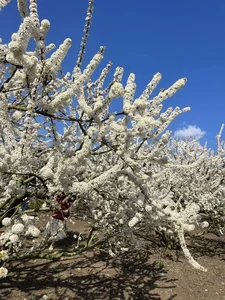 The Ethereal Beauty of Pure White Plum Blossom Season in Moc Chau, Vietnam - image 4