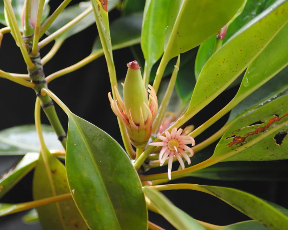 Fascinating Viviparous Plants in Vietnam That Reproduce Like Animals
