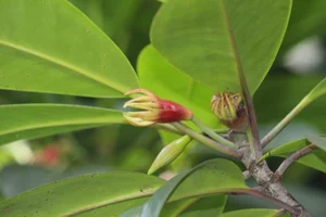 Fascinating Viviparous Plants in Vietnam That Reproduce Like Animals - image 1