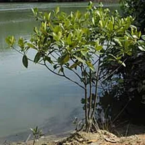 Fascinating Viviparous Plants in Vietnam That Reproduce Like Animals - image 7
