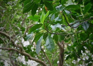 Fascinating Viviparous Plants in Vietnam That Reproduce Like Animals - image 3