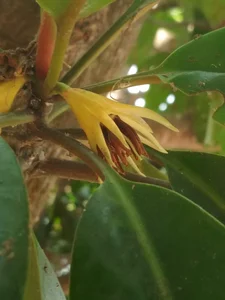 Fascinating Viviparous Plants in Vietnam That Reproduce Like Animals - image 2
