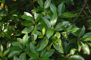 Fascinating Viviparous Plants in Vietnam That Reproduce Like Animals - image 5