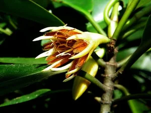 Fascinating Viviparous Plants in Vietnam That Reproduce Like Animals - image 4