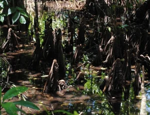 Fascinating Viviparous Plants in Vietnam That Reproduce Like Animals - image 6
