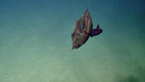 Are Aliens Hiding in the Deep Ocean? Shocking Scientific Theories - image 6