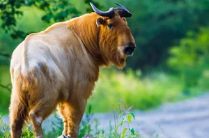 Mythical Monster Reborn: The Surprising Discovery That Shocked Scientists Worldwide - image 3