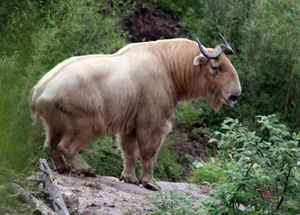 Mythical Monster Reborn: The Surprising Discovery That Shocked Scientists Worldwide - image 4