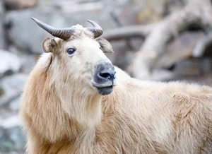Mythical Monster Reborn: The Surprising Discovery That Shocked Scientists Worldwide - image 5