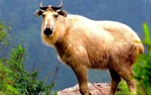Mythical Monster Reborn: The Surprising Discovery That Shocked Scientists Worldwide - image 7