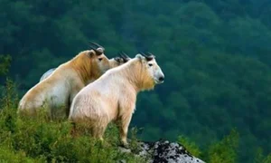 Mythical Monster Reborn: The Surprising Discovery That Shocked Scientists Worldwide - image 2