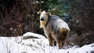 Mythical Monster Reborn: The Surprising Discovery That Shocked Scientists Worldwide - image 9