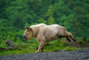 Mythical Monster Reborn: The Surprising Discovery That Shocked Scientists Worldwide - image 8
