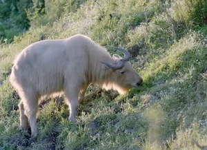 Mythical Monster Reborn: The Surprising Discovery That Shocked Scientists Worldwide - image 6