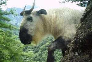 Mythical Monster Reborn: The Surprising Discovery That Shocked Scientists Worldwide - image 10