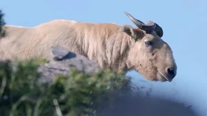 Mythical Monster Reborn: The Surprising Discovery That Shocked Scientists Worldwide - image 1