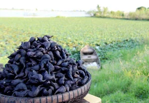 From Mud to Market: The Rise of Vietnam's Wetland Delicacy - image 2