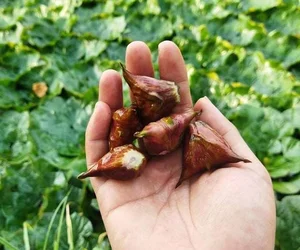 From Mud to Market: The Rise of Vietnam's Wetland Delicacy - image 3