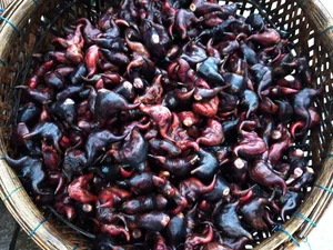 From Mud to Market: The Rise of Vietnam's Wetland Delicacy - image 5