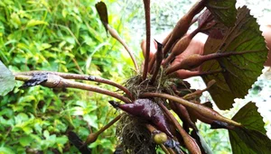 From Mud to Market: The Rise of Vietnam's Wetland Delicacy - image 1