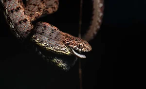 Discover the Breathtaking Beauty of Vietnam Most Stunning Snake Species - image 6